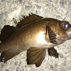 ロックフィッシュゲーム